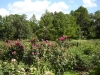 rose-garden-05