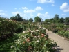 rose-garden-12